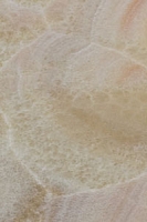 Miele CC (AVP)